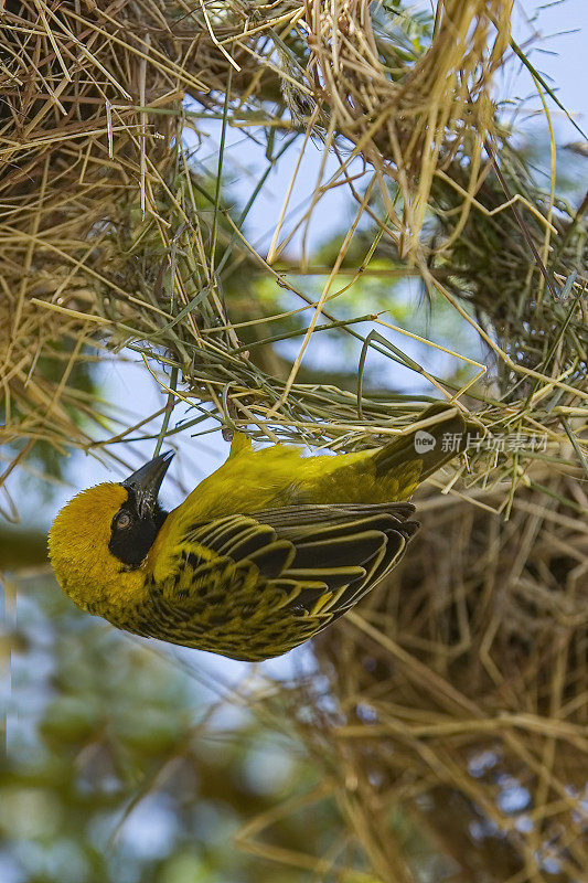 斯毕克织女(plocus spekei)是一种熟悉的东非鸣禽。肯尼亚马赛马拉国家保护区。鸟巢的建筑。